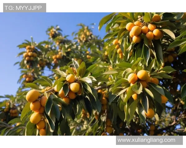 秋风送爽果园采摘季节，亲手采摘新鲜水果体验自然之美